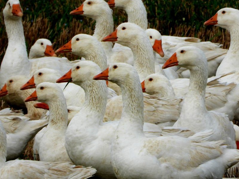 Canards
