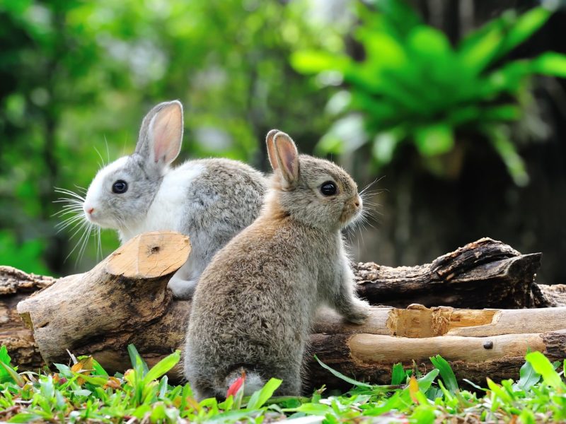 Les Lapins