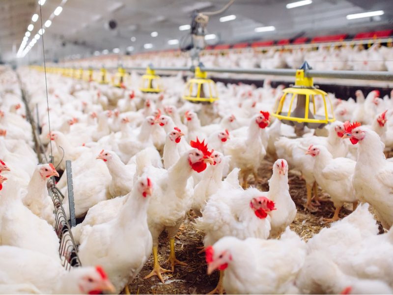 Poulets