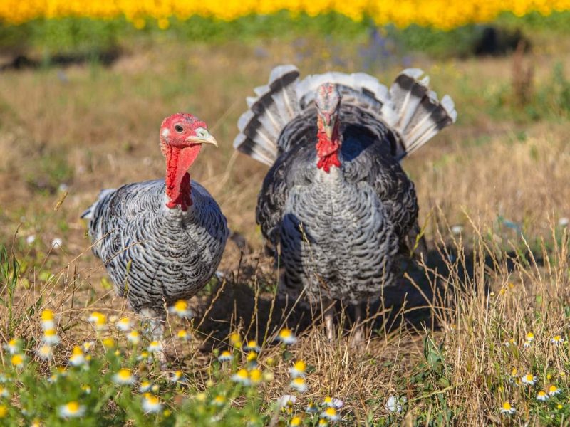 male-and-female-turkey-2021-08-26-16-38-08-utc-min-v2.jpg